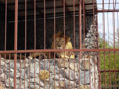 Прикрепленное изображение: Самый молодой лев Симферополя и его папаша.jpg